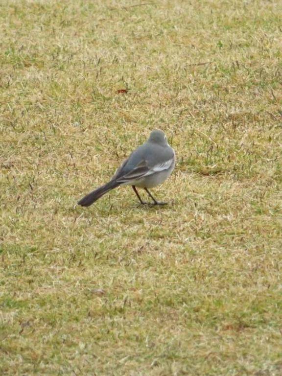 常にBダッシュしているアイツ♡