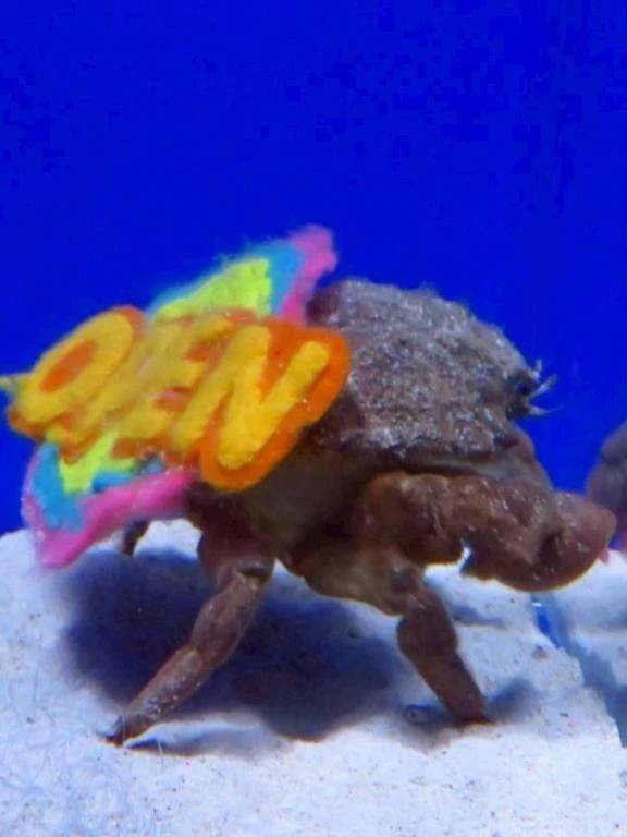 シン・マリホ水族館🐠