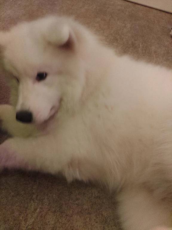 ぶれっぶれ🤣🐺