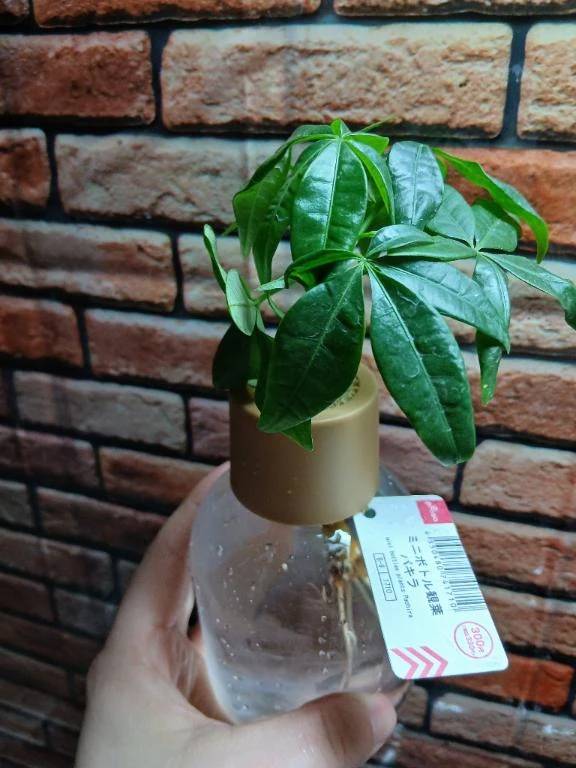 100均に...気になる