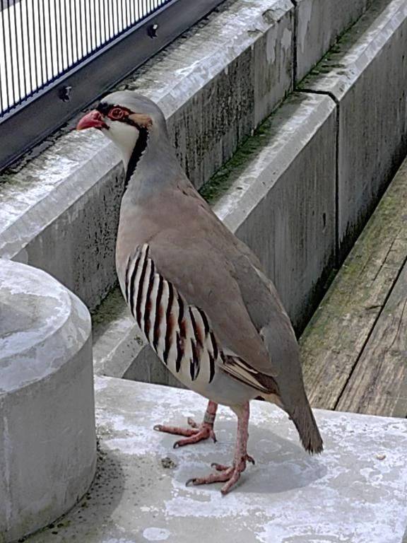 愛しのイワシャコ