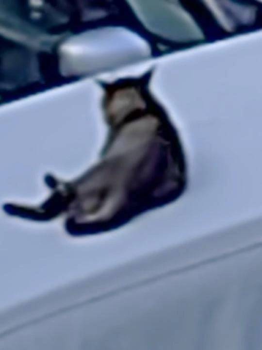 なかよくしてくれない🐈‍⬛
