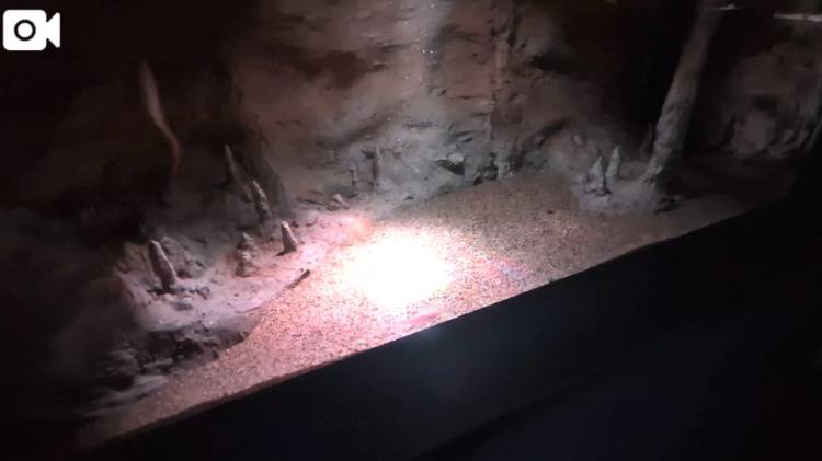 めっちゃ素早い魚がいて...