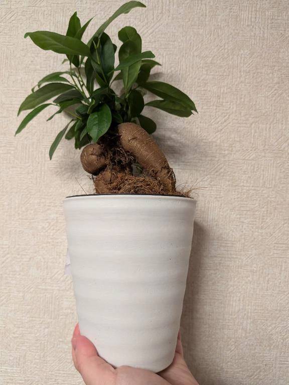 スーパーにガジュマルが...