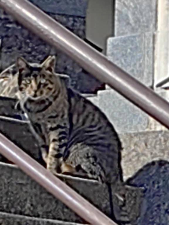嫌われている🐈‍⬛