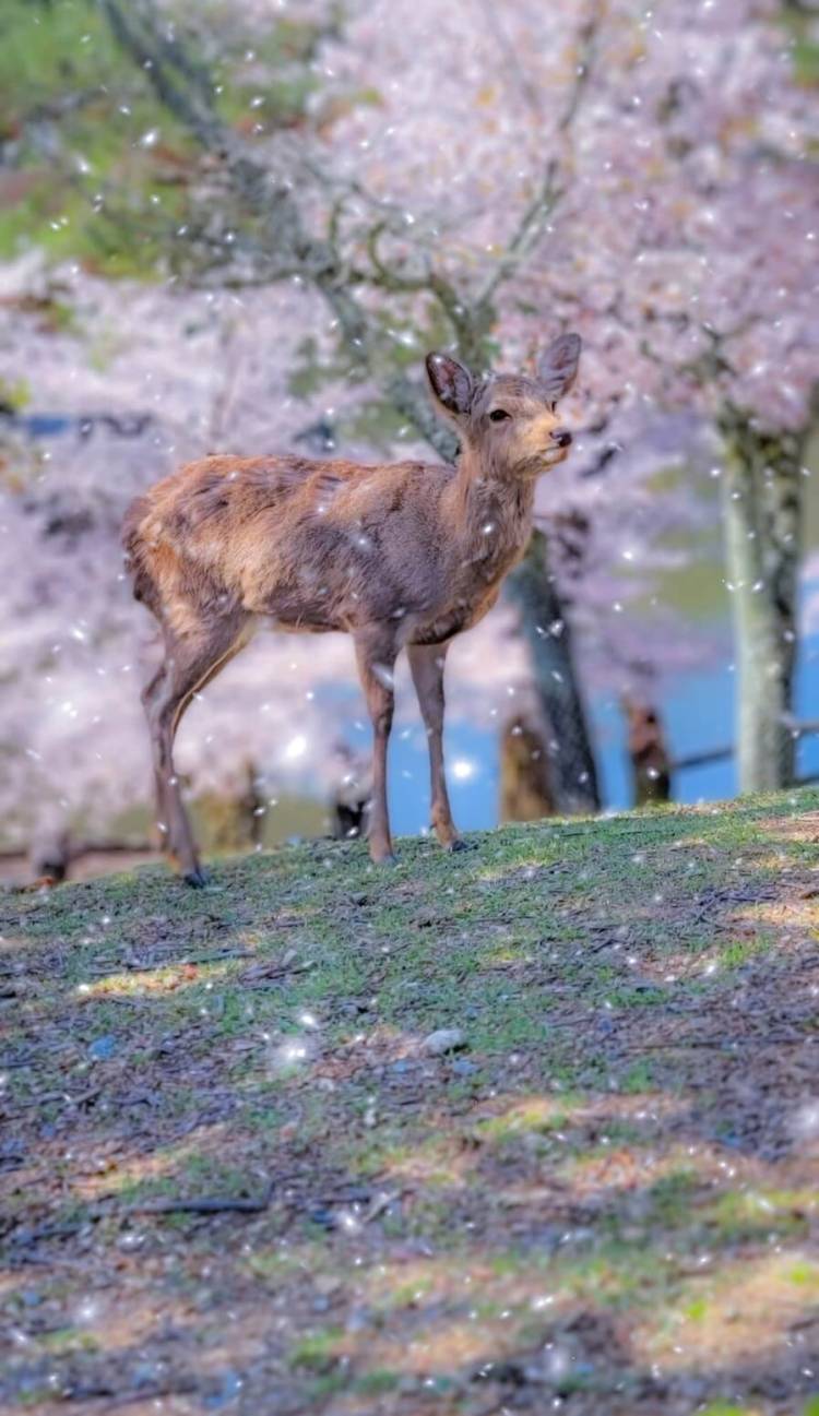 急遽お休みに…