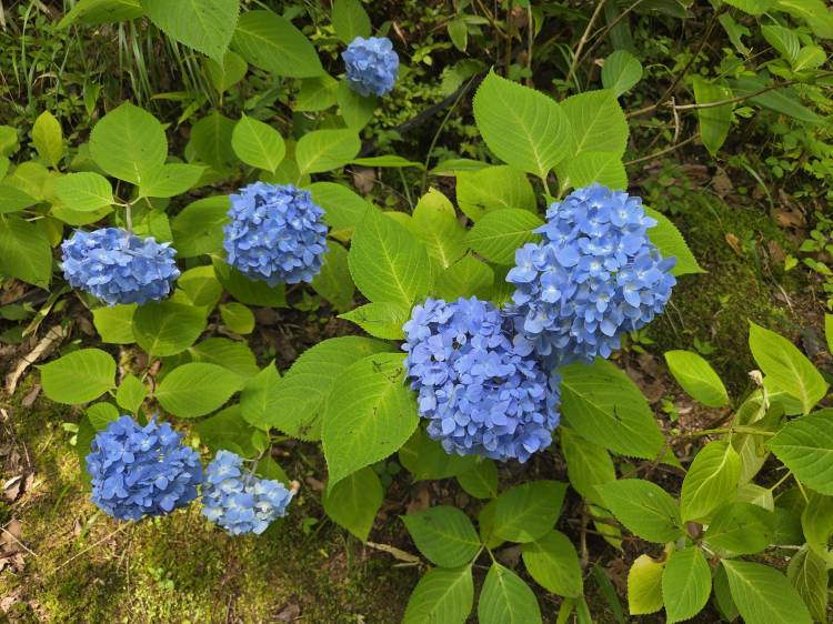 雨傘じゃなくて日傘