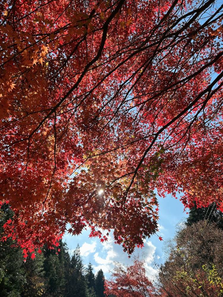紅葉がきれいなこと