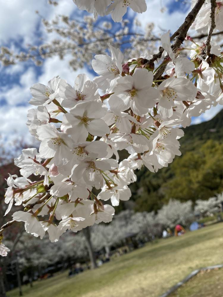 花より団子かな