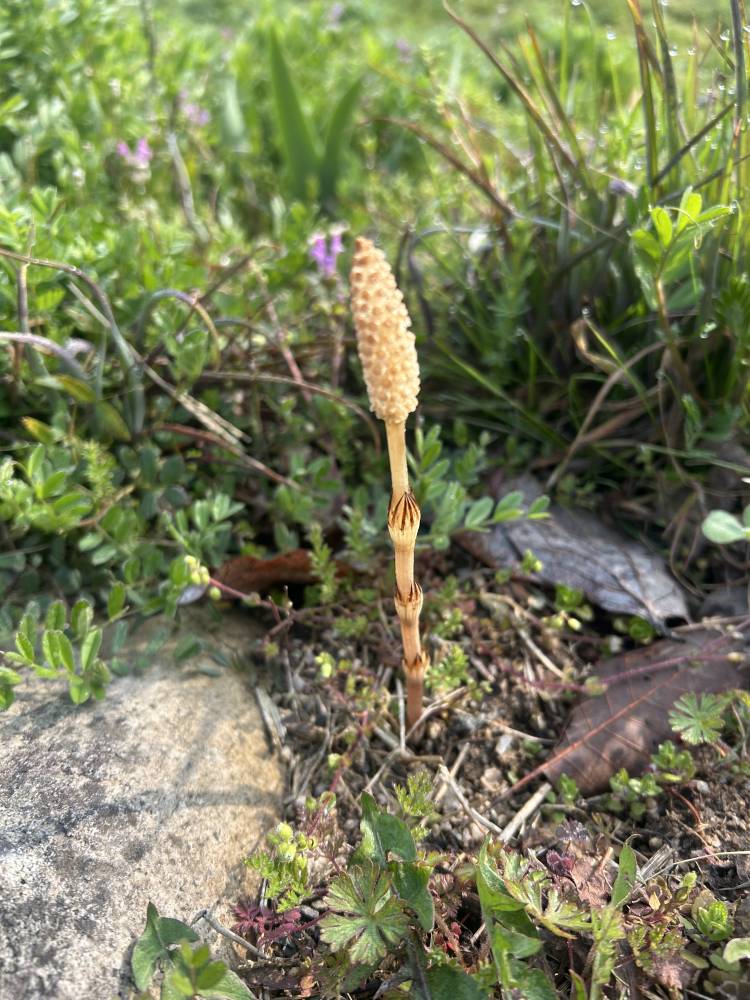 pink・pink・ピンク