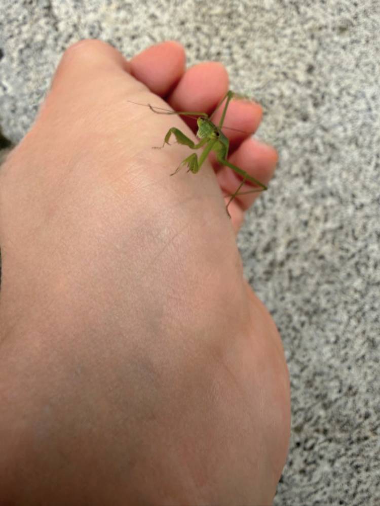 手強いやつ
