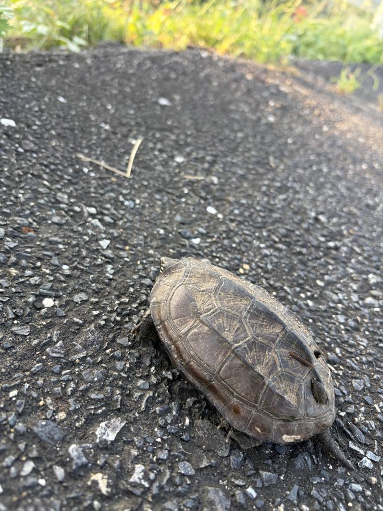 ほのぼの
