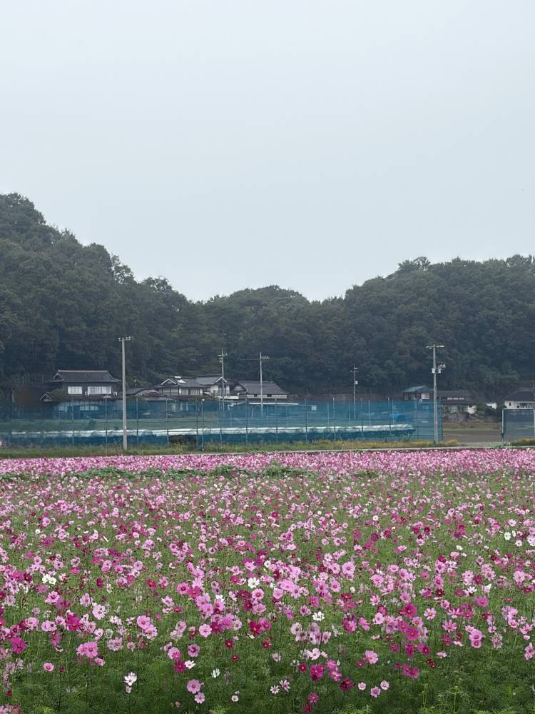 秋桜