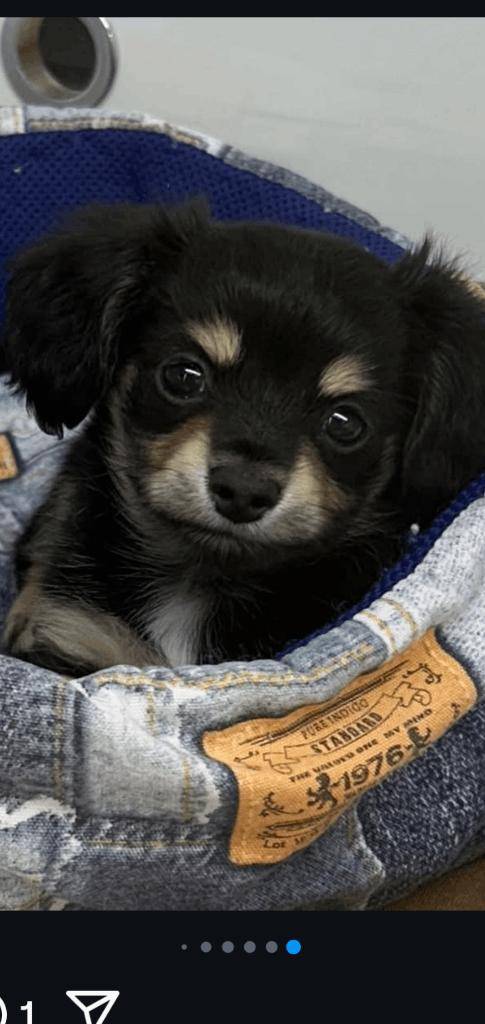 犬🐶派❤️