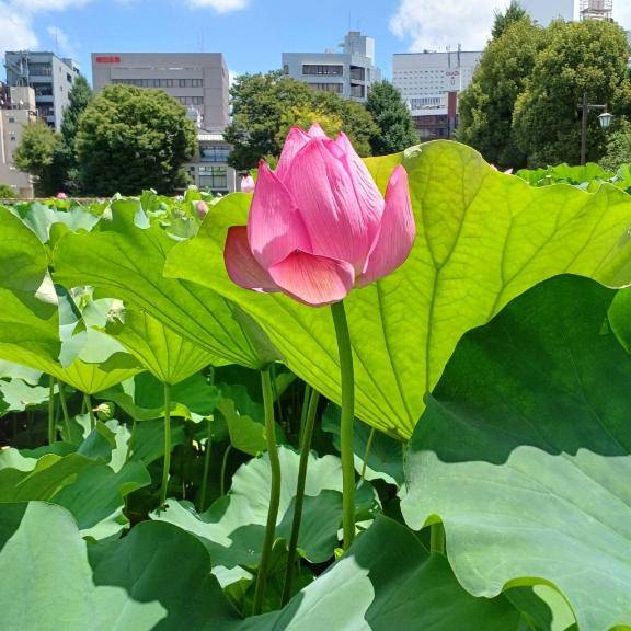 素敵なおじ様