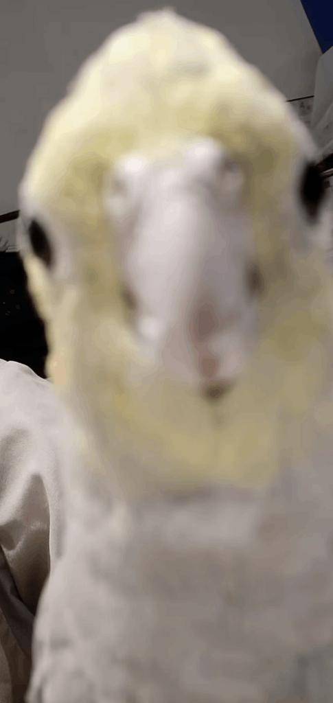 こんにちわー(ᐛ)🌞🌱