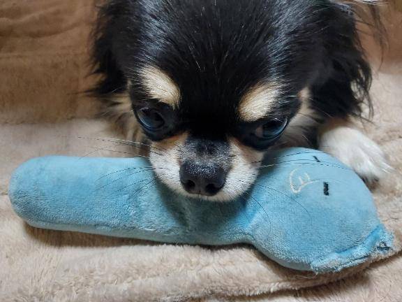 [お題]from:トンボさん