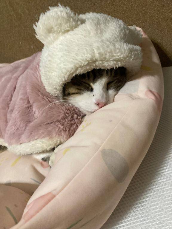 お支度ととのいましたっ😊