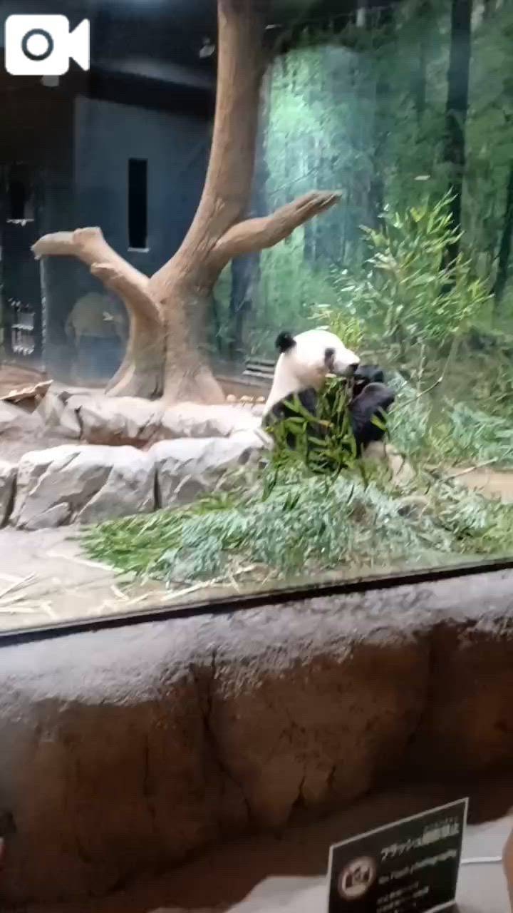 明日出勤します。