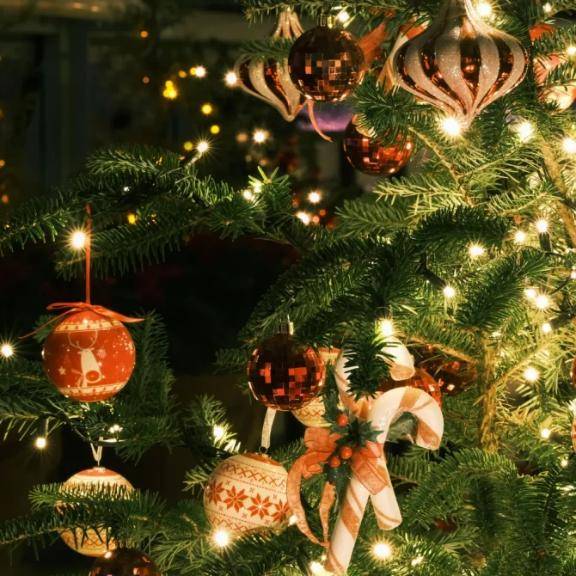 【体験】たまき