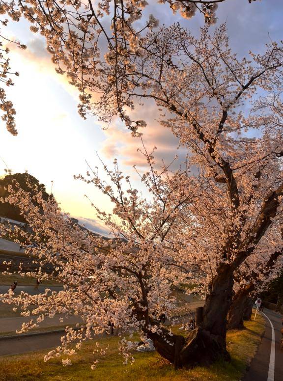 寂しい🌸