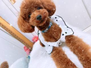 愛犬のご紹介🐕️❤️