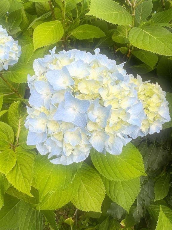 ?6/20.小粋・Nさん(A様)へ?える