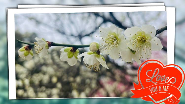 再びゴメンなさいです。