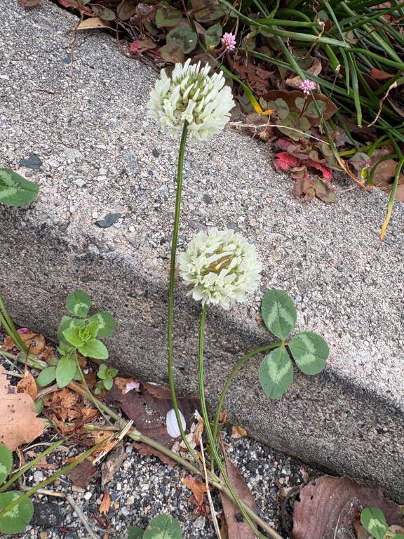 陽菜乃、出勤です☆