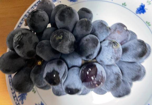 秋の味覚はぶどうですね