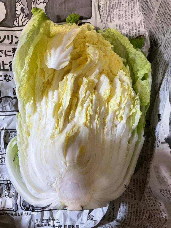 たくさんの白菜