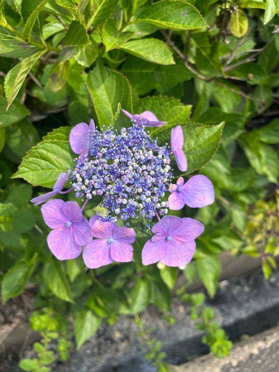 紫陽花