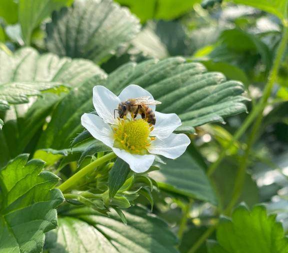 🐝🐝