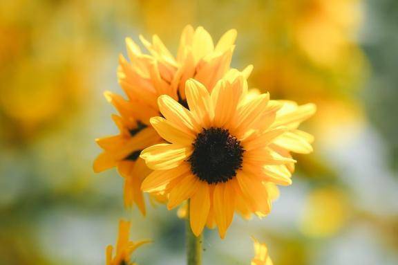 出勤🌻