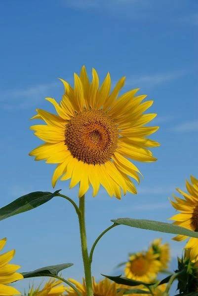 出勤🌻