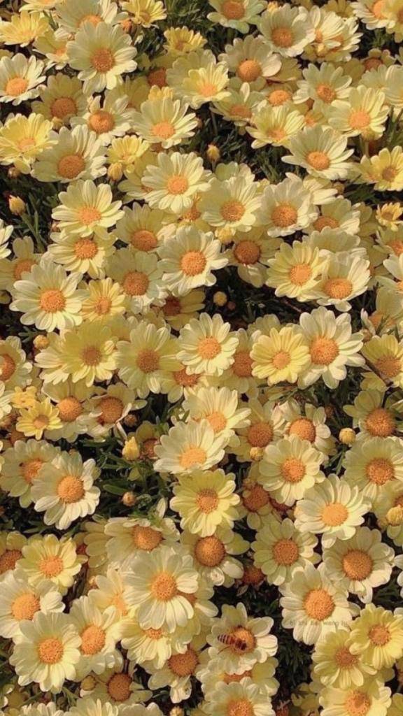 ??ジュピター105??