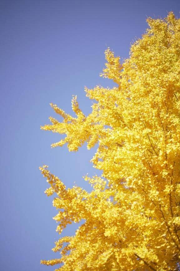 🍁