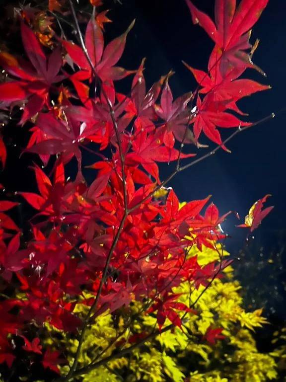 たろ(しろうとcollection)