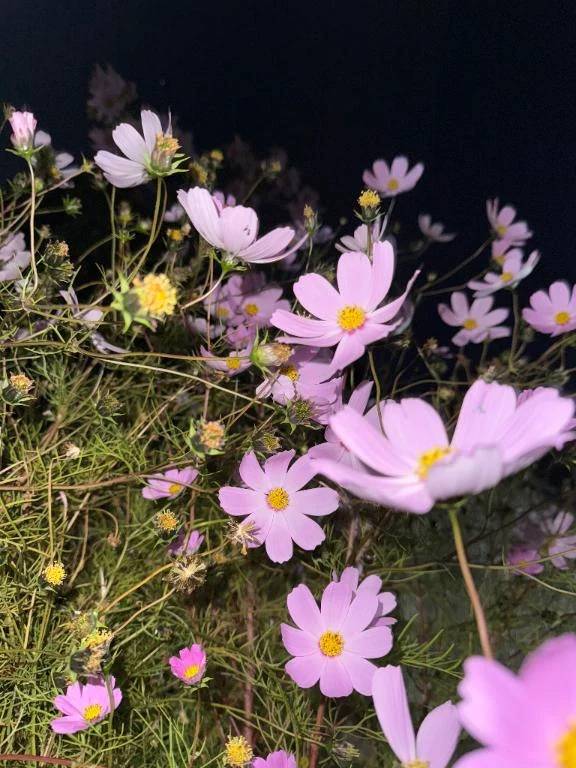 散歩中に・・・