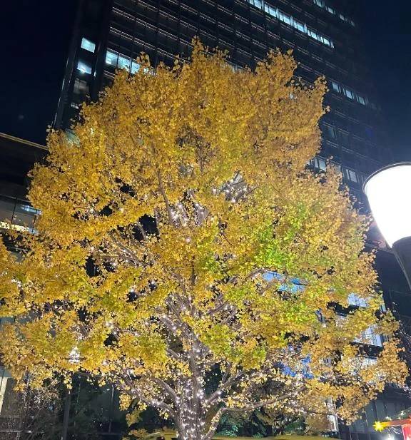 みるく（しろうとcollection）