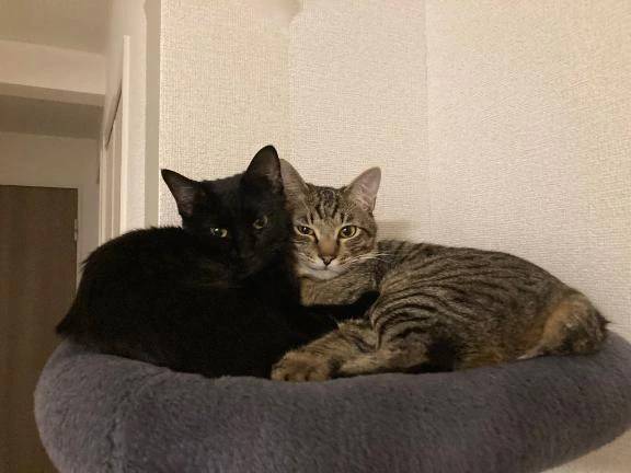 ねるの自己紹介っ( ˘ω˘ )