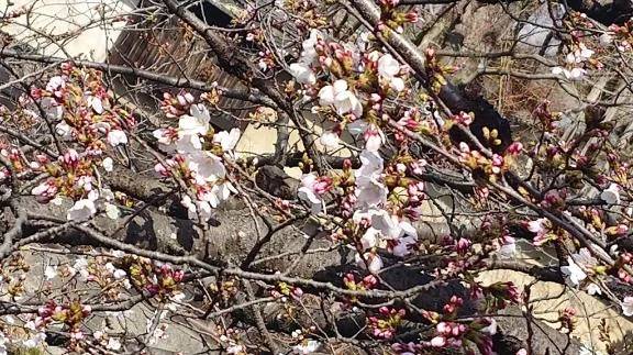 ゆうな（しろうとcollection）