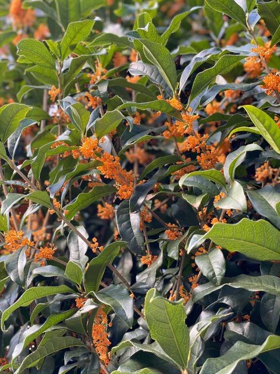 さら（しろうとcollection）