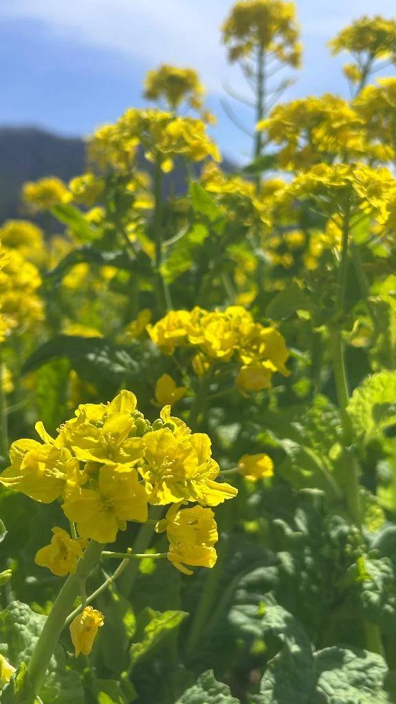 ありがとうございます！