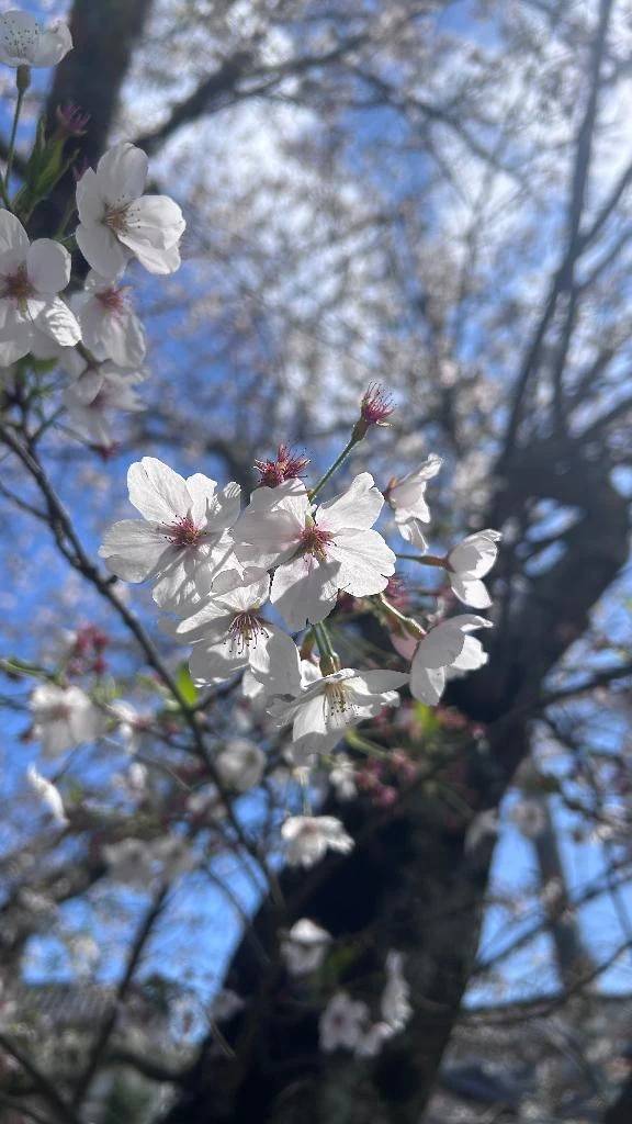 ありがとうご！