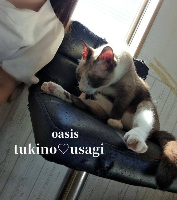 ?＃ にゃ にゃ にゃ