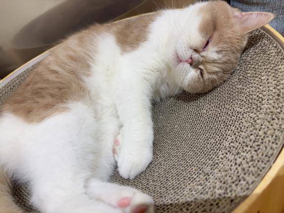 ⋈*｡ﾟ
