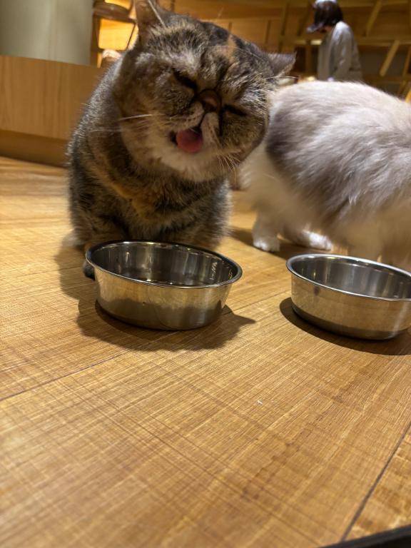 ⋈*｡ﾟ