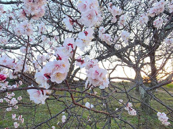本日エステコースのみのご案内です?