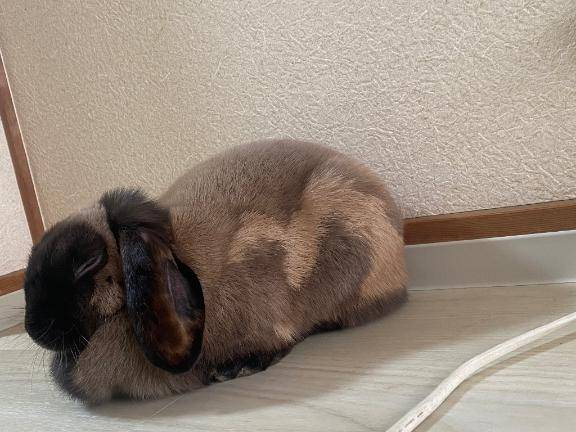 のんびり(っ ?? ?c)